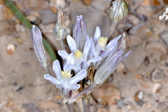 Androstephium breviflorum