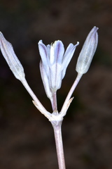 Androstephium breviflorum