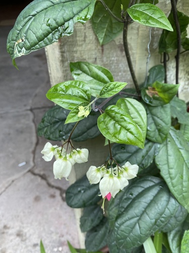 Foto de Trepadeira Lágrima de cristo