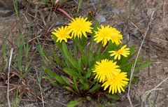 Taraxacum palustre