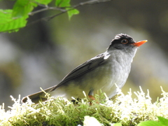 Catharus mexicanus