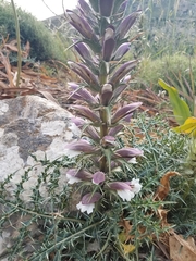 Acanthus spinosus