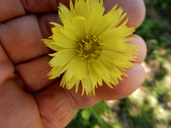 Pyrrhopappus grandiflorus