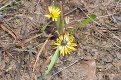 Taraxacum palustre