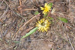 Taraxacum palustre