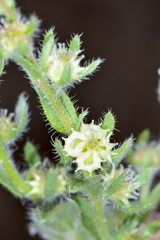 Lappula occidentalis cupulata