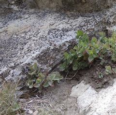 Hylotelephium caucasicum