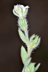 Lappula occidentalis cupulata