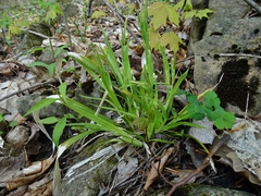 Carex leptonervia
