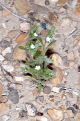 Lappula occidentalis cupulata