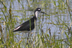 Himantopus mexicanus mexicanus
