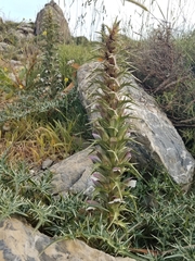 Acanthus spinosus