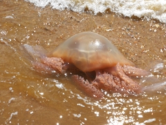 Rhizostomatoidea