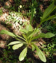Pyrrhopappus grandiflorus