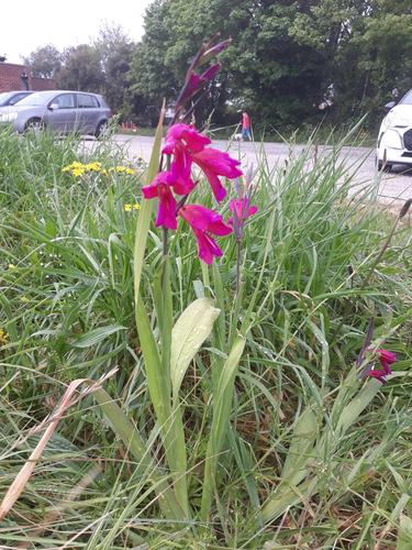 Gladiolus byzantinus