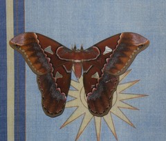 Image of Rothschildia orizaba