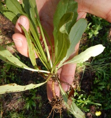 Pyrrhopappus grandiflorus