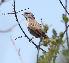 Artemisiospiza belli