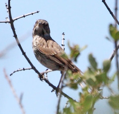 Artemisiospiza belli