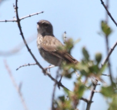 Artemisiospiza belli