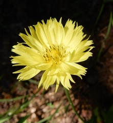 Pyrrhopappus grandiflorus