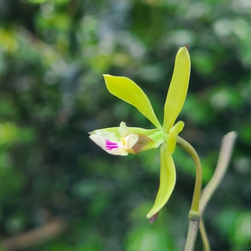Encyclia ceratistes, photograph 2
