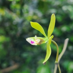 Encyclia ceratistes, photograph author not stated, no rights reserved