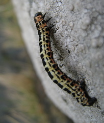 Abraxas grossulariata