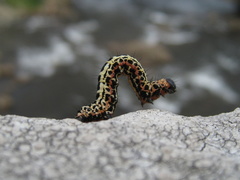 Abraxas grossulariata