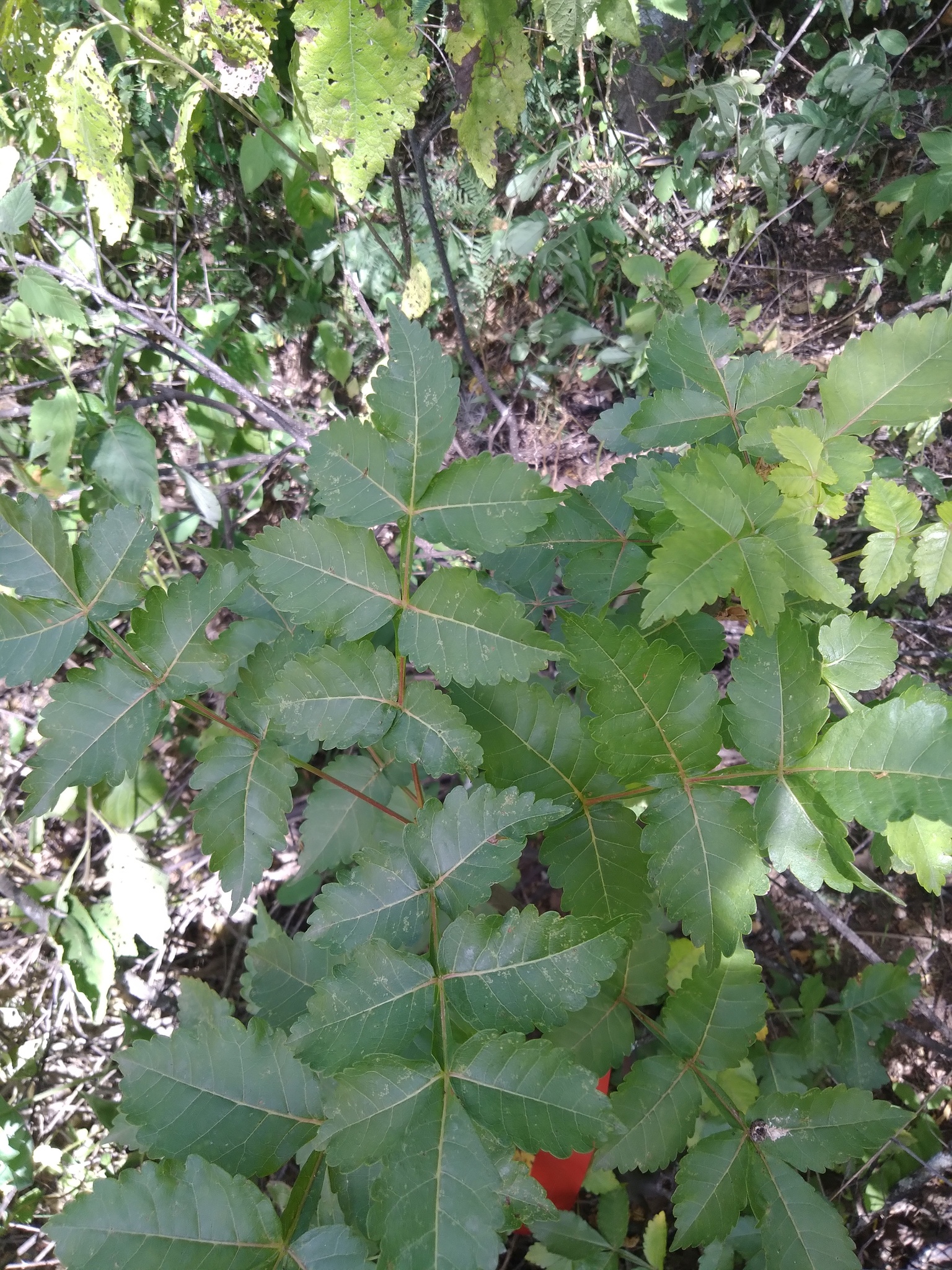 Bursera graveolens image