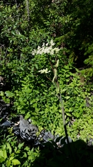 Angelica tomentosa
