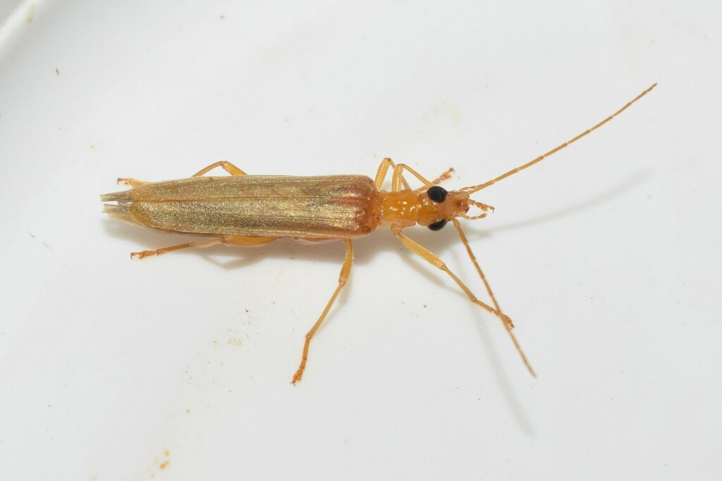 Oedemera flavicans