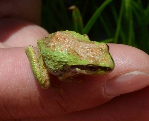 iNaturalist observation photo of Pacific chorus frog