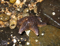 Common Sea Star