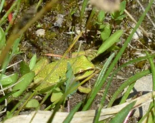 iNaturalist observation photo of Pacific chorus frog