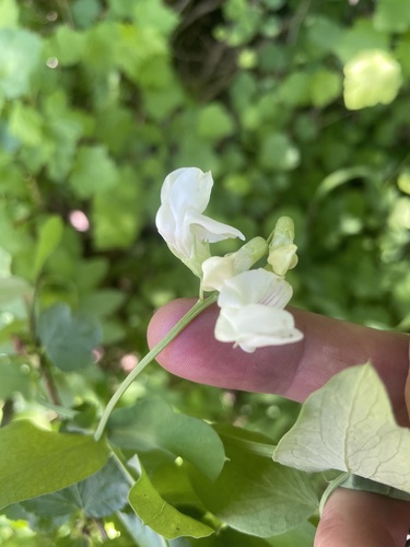 aspen vetchling (Lathyrus laetivirens)