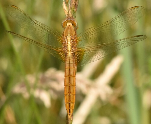Broad Scarlet, photo 8 of 8