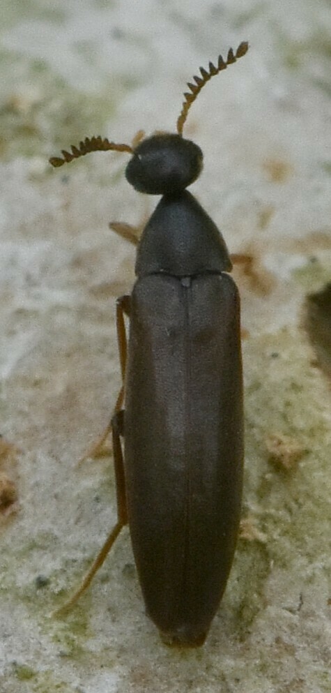 Pelecotoma fennica