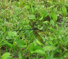 Calopteryx japonica