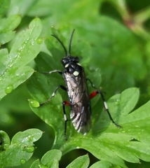 Macrophya punctumalbum