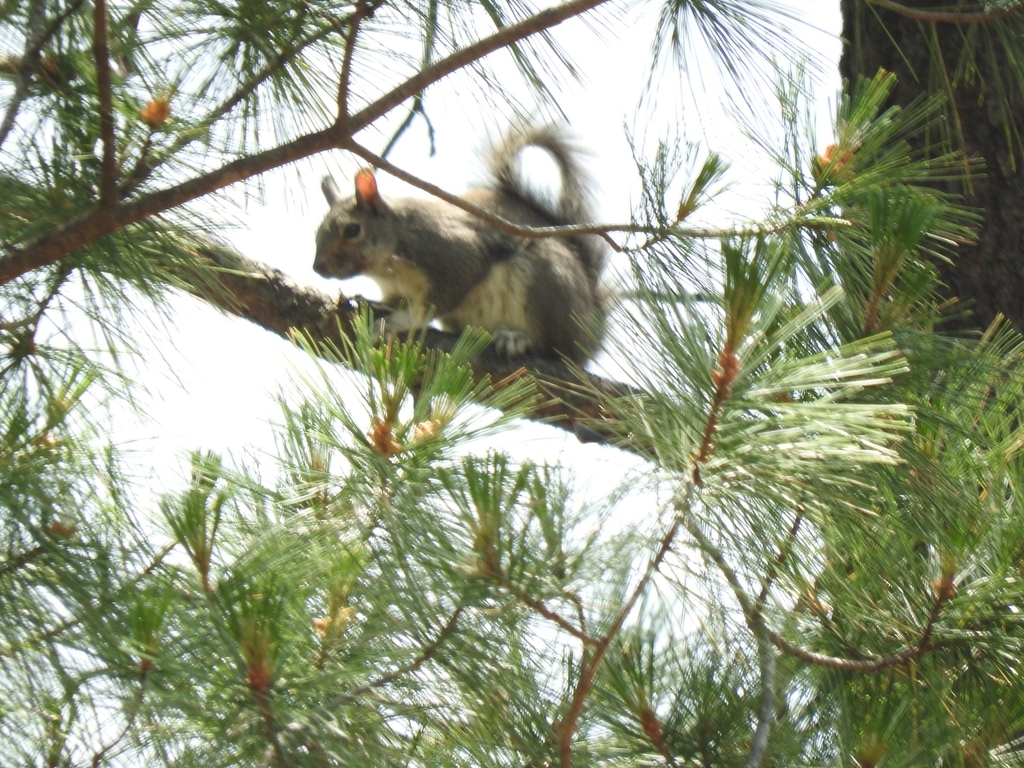 Tree Squirrels from 34970 Mezquital, Dgo., México on June 11, 2024 at ...