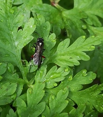 Macrophya punctumalbum