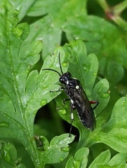 Macrophya punctumalbum