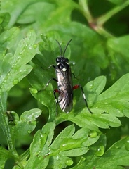 Macrophya punctumalbum