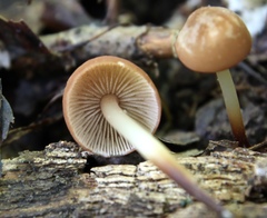 Marasmius cohaerens lachnophyllus