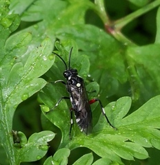 Macrophya punctumalbum