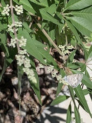 Leptotes marina