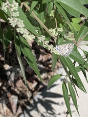 Leptotes marina