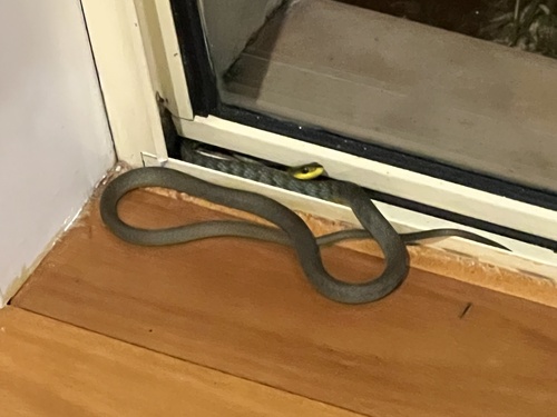 Common Tree Snake sighting