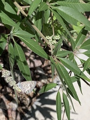 Leptotes marina